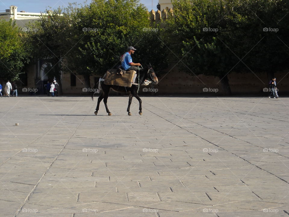 Dunkey in Marocco