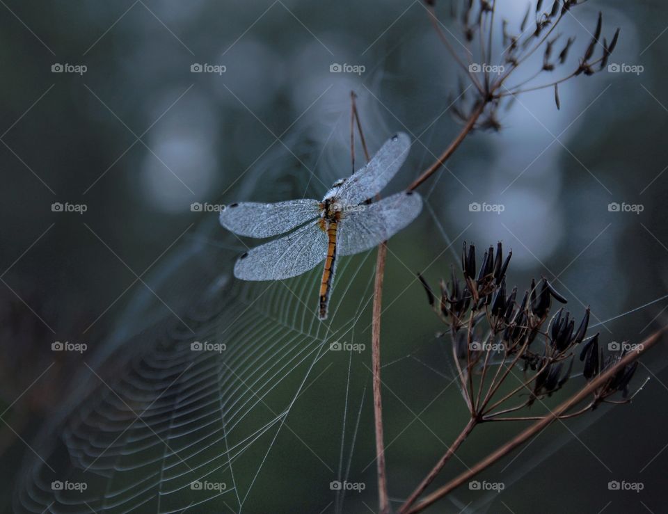 Spider web and dragonfly in the evening