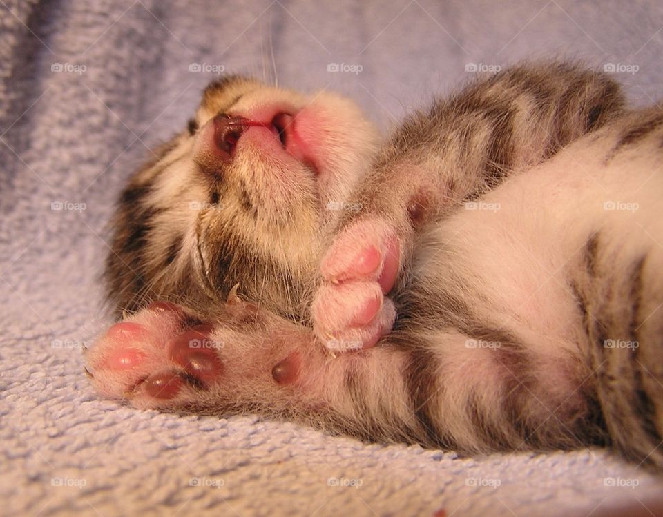 Sleepy Kitten