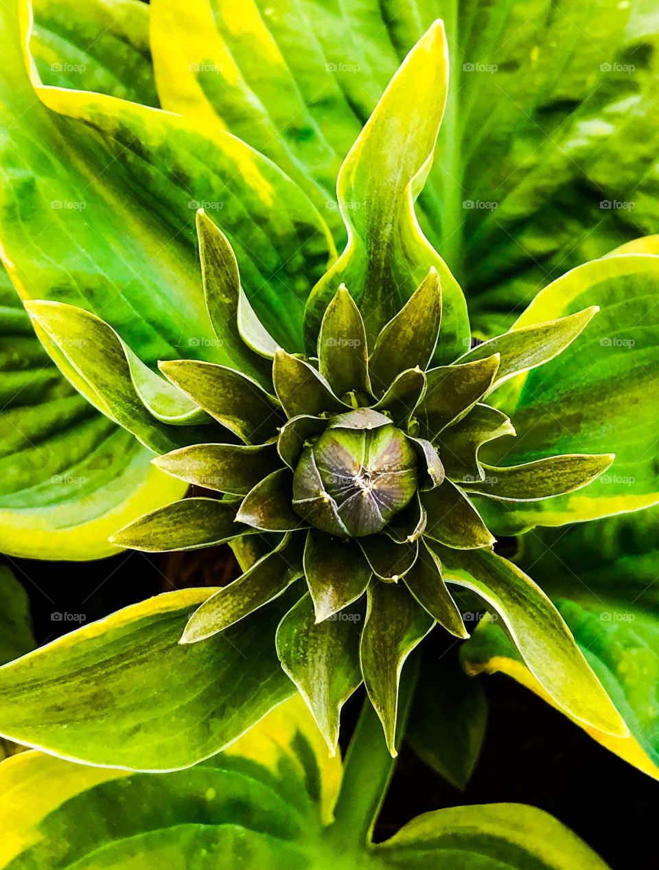 Close up plant