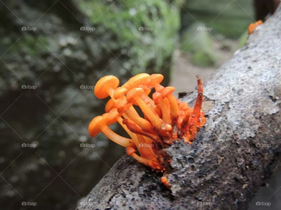 Fungus