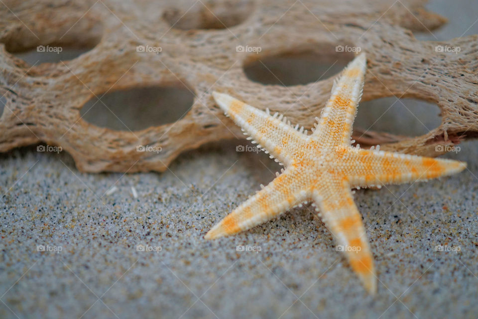 Starfish 