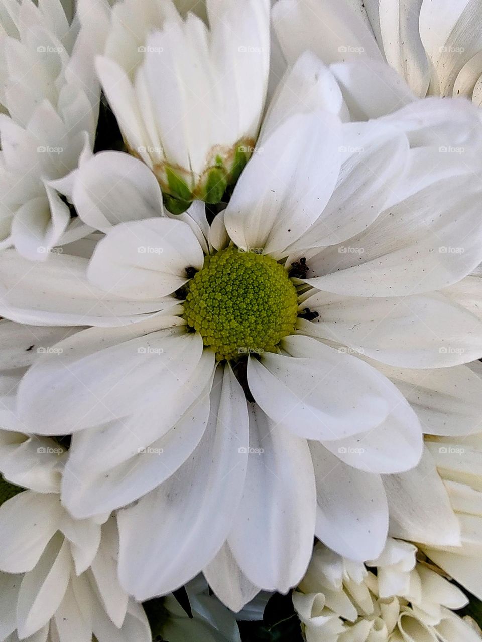 Chrysanthemums are very similar to daisies.  Chrysanthemum flowers are much larger and have spaced petals. These are beautiful with a green core.