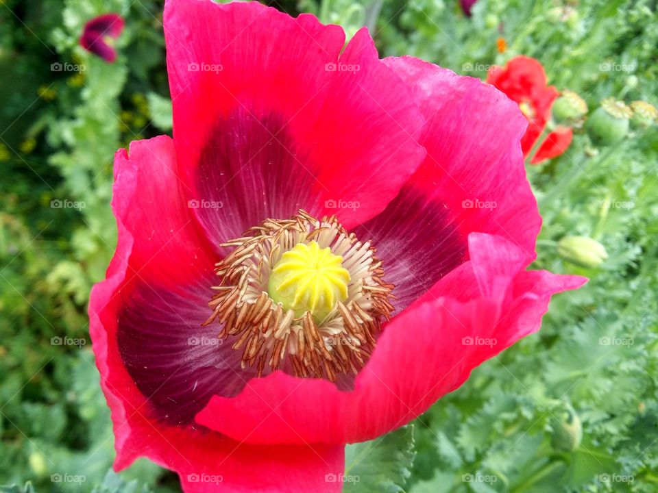 Poppy