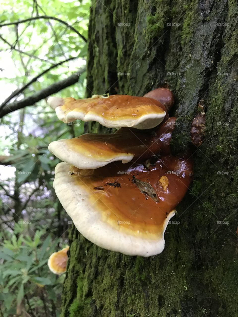 Shelf fungus growing on pine tree near Looking Glass Falls in Brevard, NC