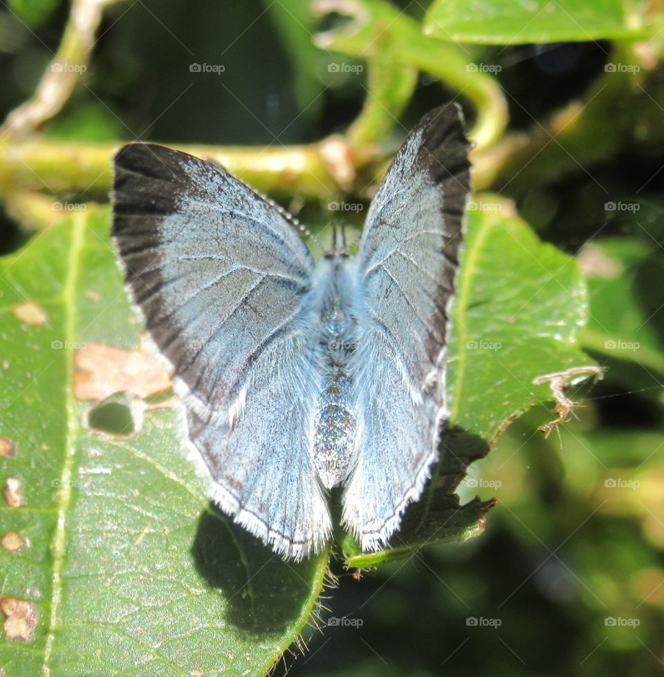 Holly blue butterfly🦋