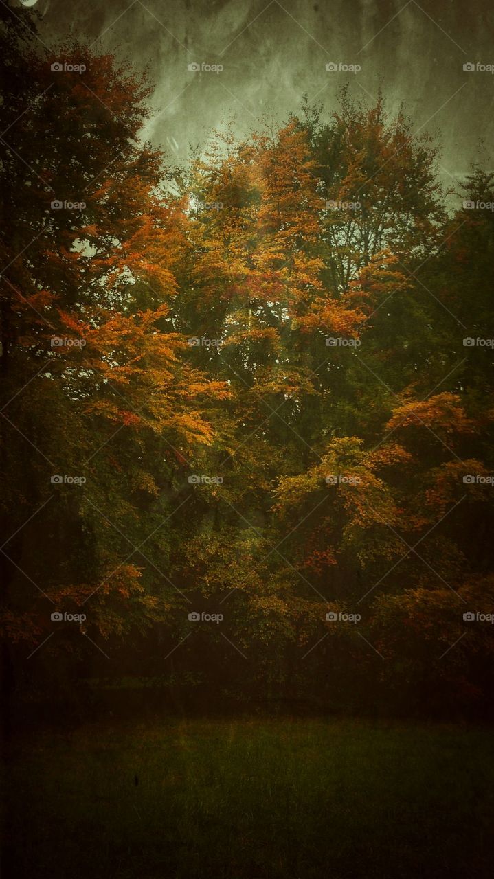 Trees in Autumn 