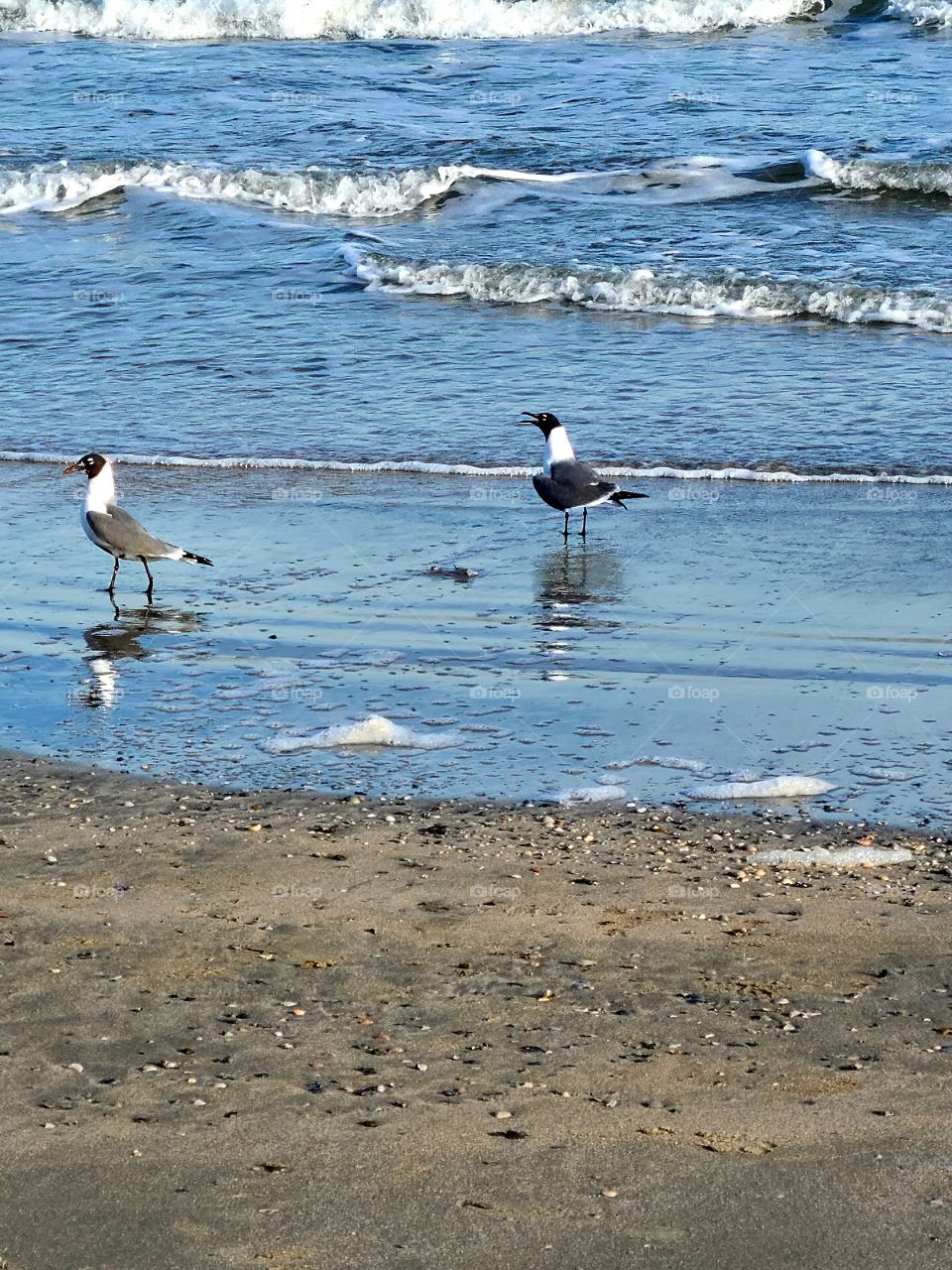 Seagulls in the water