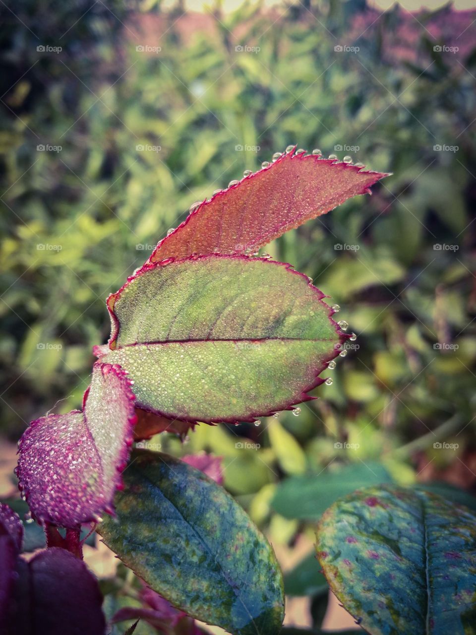 water droplets