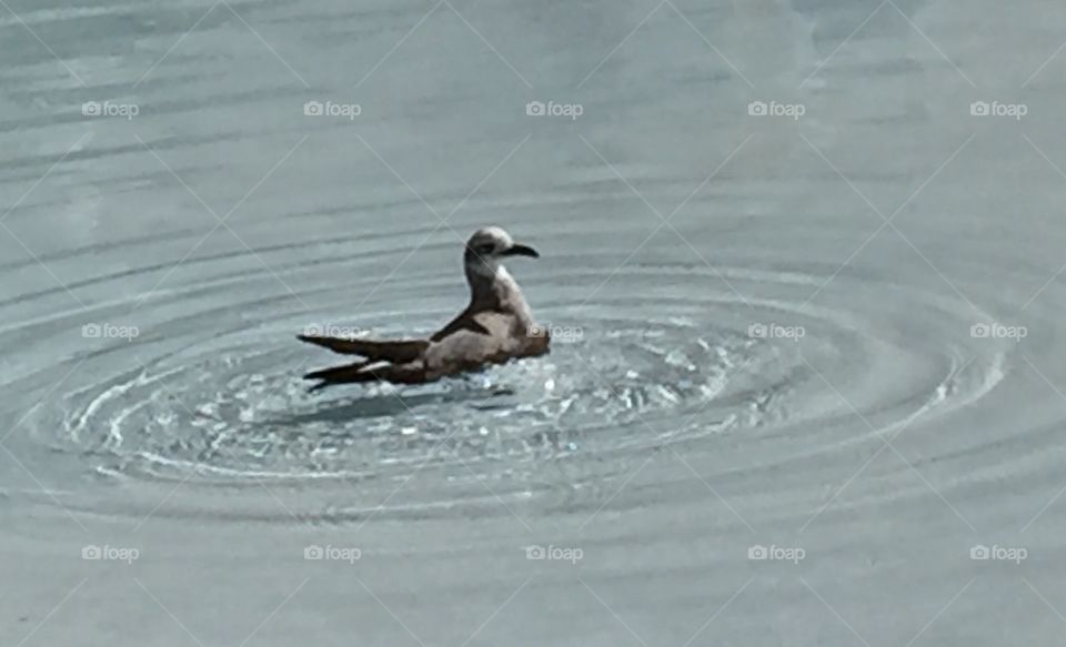 Seagull in the Pool