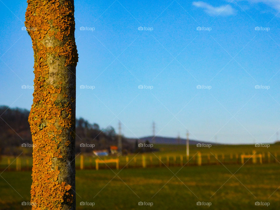 Wood trunk in the foreground nature sky