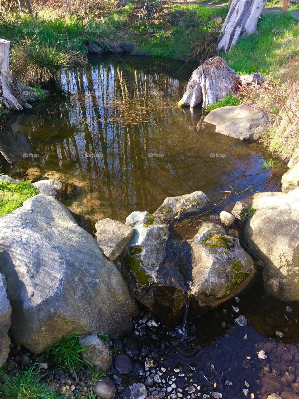 Trees reflecting on water