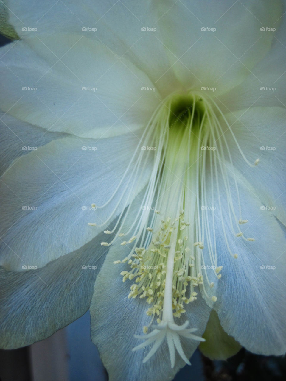 This beautiful flower comes from a cactus plant. Every year in August it blooms and gives me these gifts
