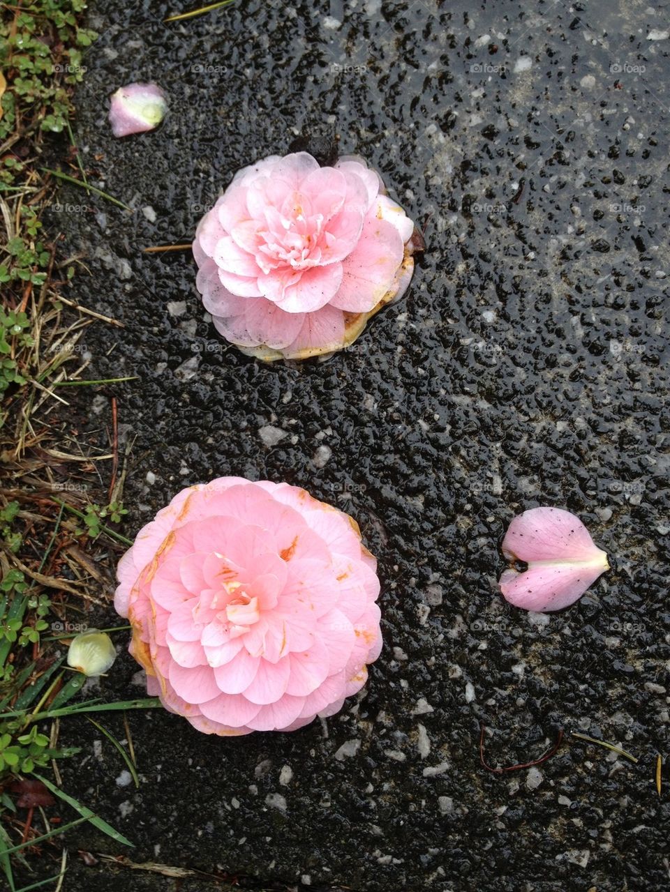 And All The Blossoms Fall