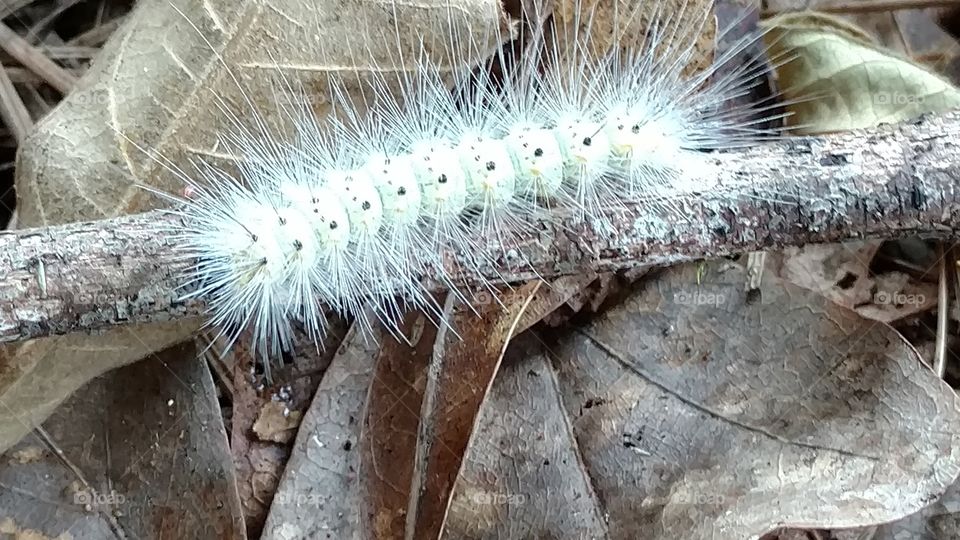 caterpillar