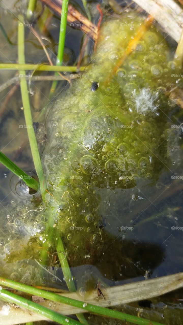 water plants and air