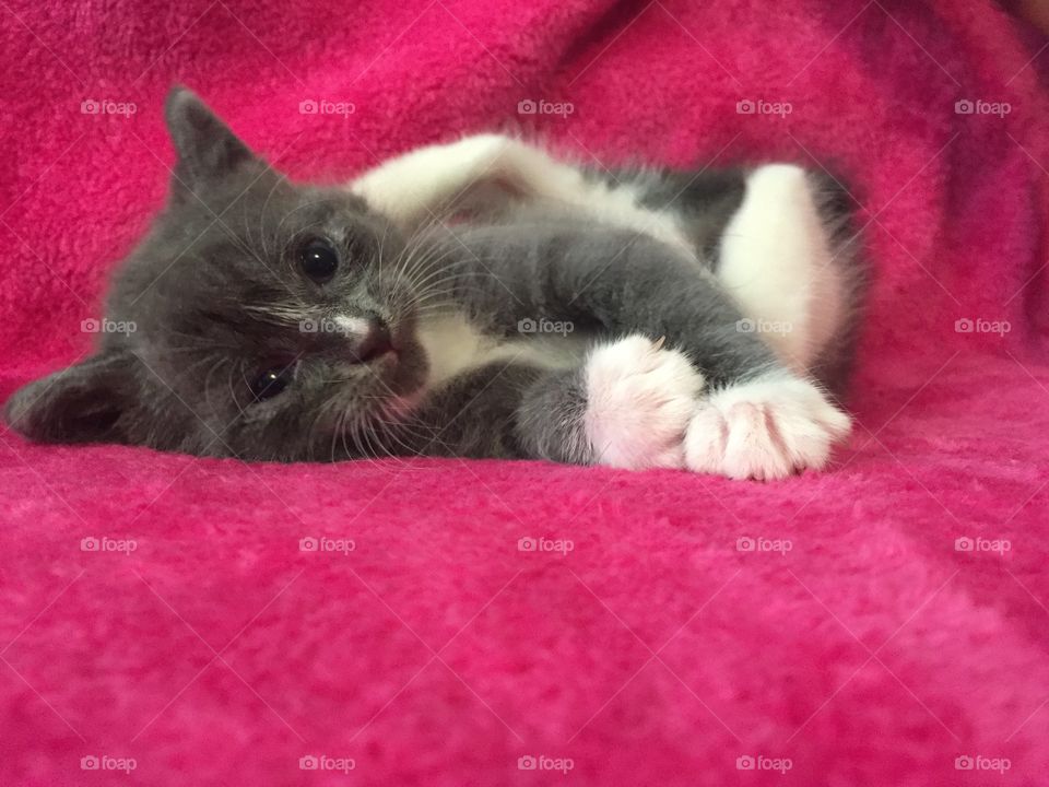 Sweet gray and white kitten resting on a pink blanket! 