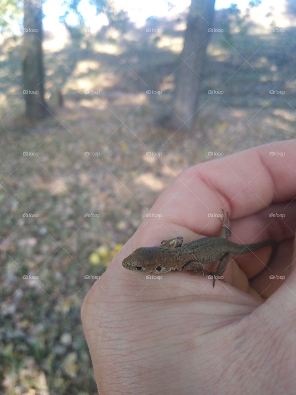 Lizard o hand.