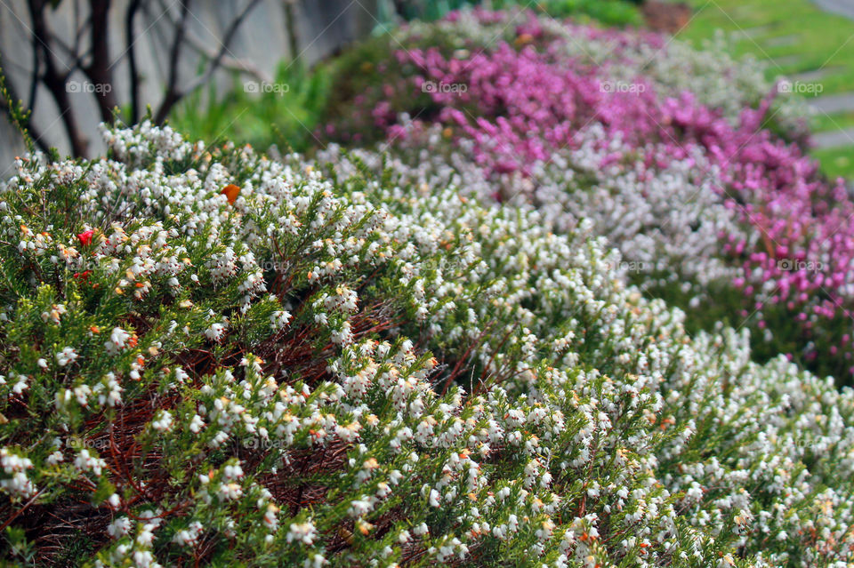 Clumps of white & pink heather in our side garden. 