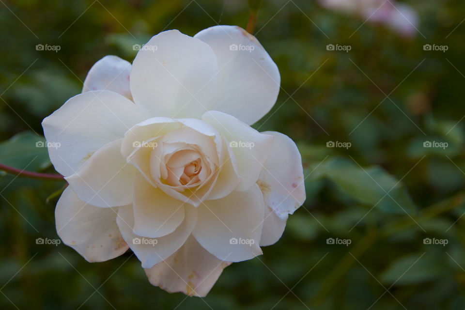 THE WHITE ROSE AT NAPPA VALLEY CALIFORNIA USA