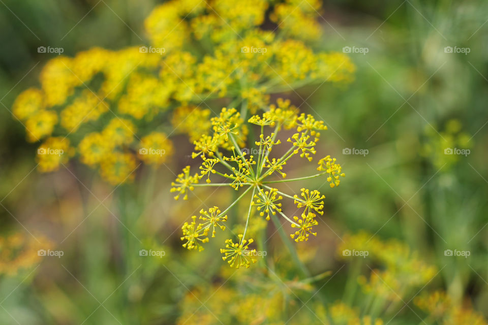 dill flowers