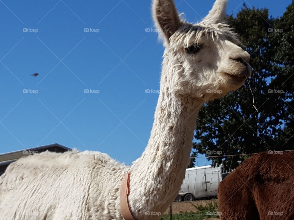 Alpaca against blue sky