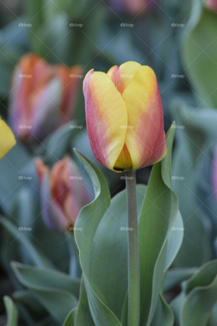Close-up of a tulip