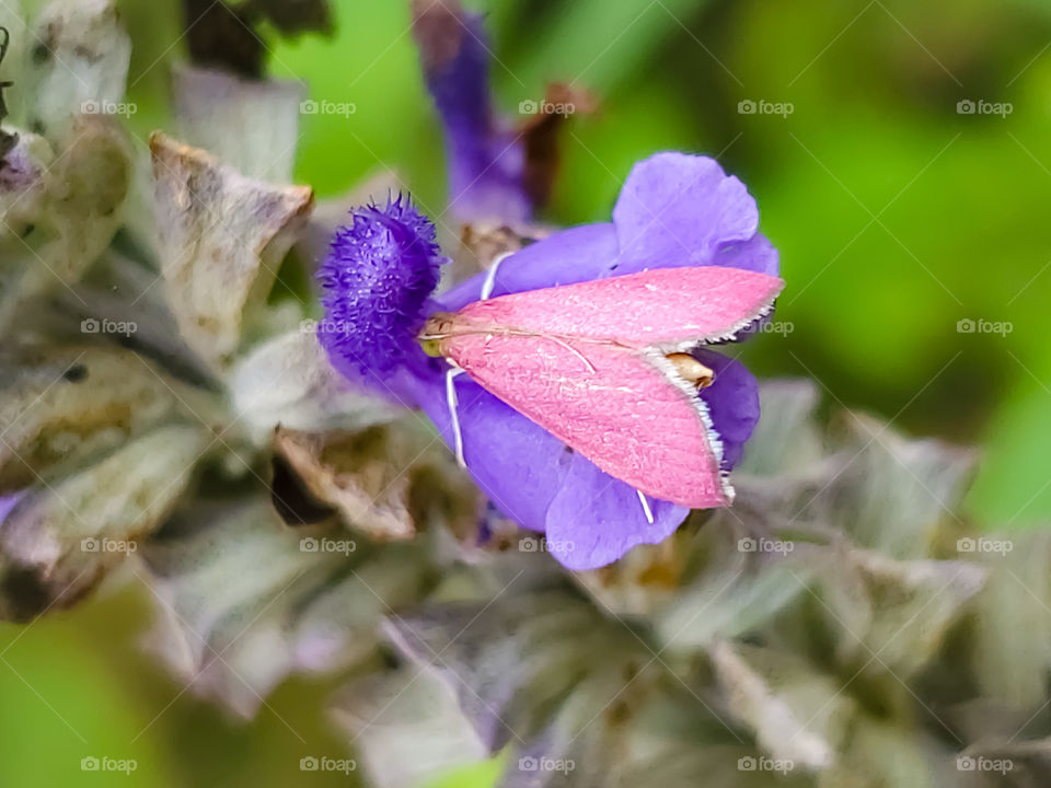 Southern Pink Moth, Pyrausta inornatalis, on  a purple mystic spires flower.