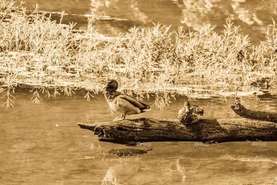 two ducks on a log in the lake with a turtle swimming underneath