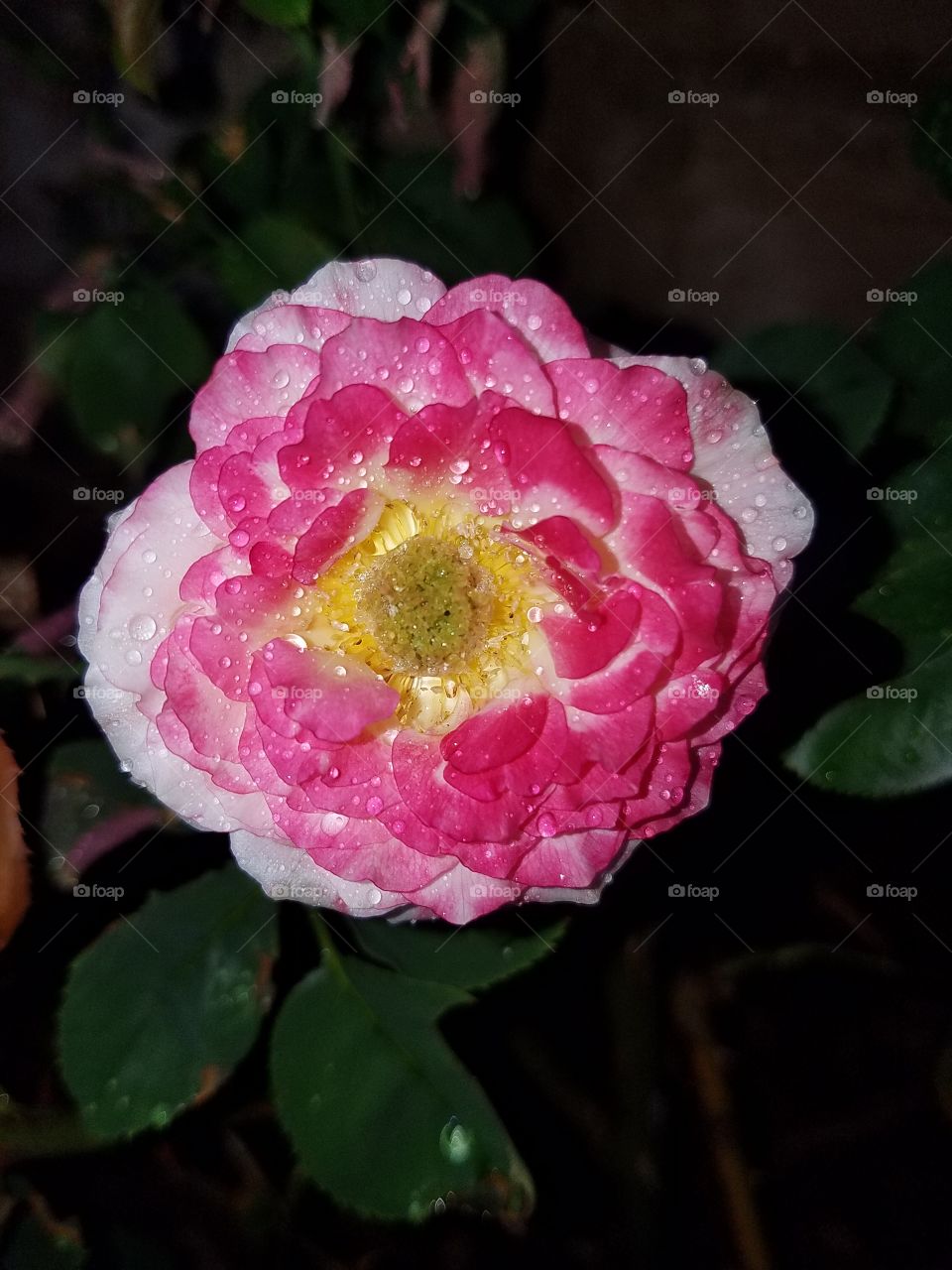 dew rose pink white