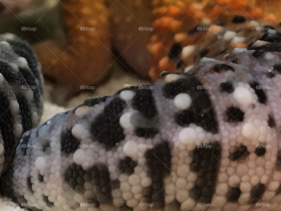 Take detail of a baby leopard gecko 