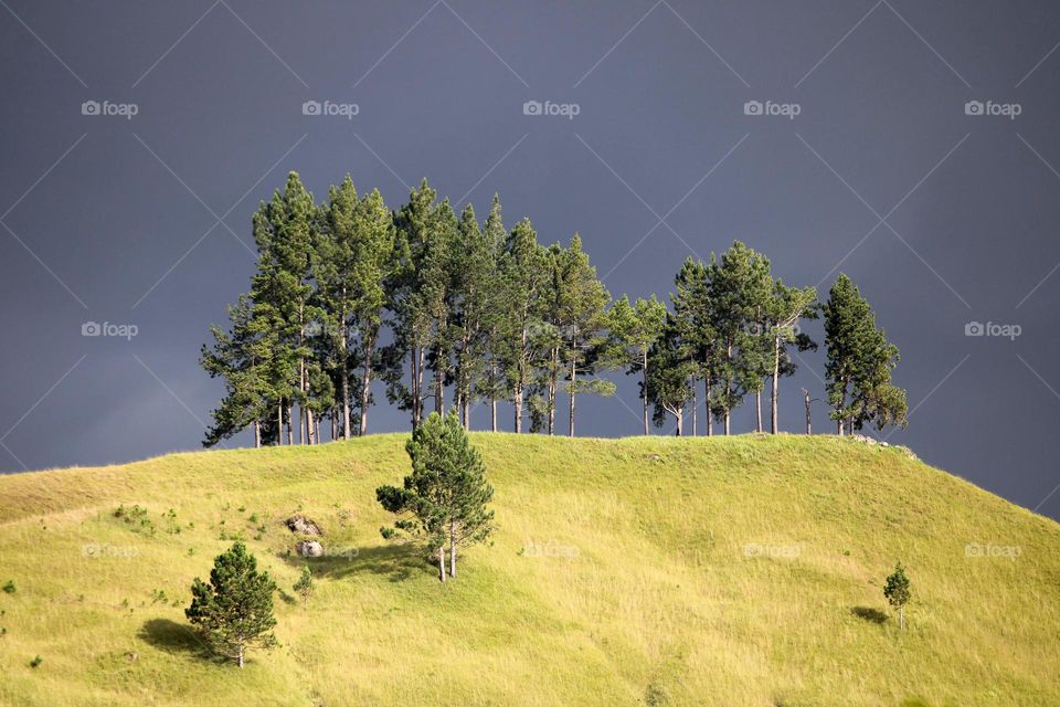 Trees on the mountain