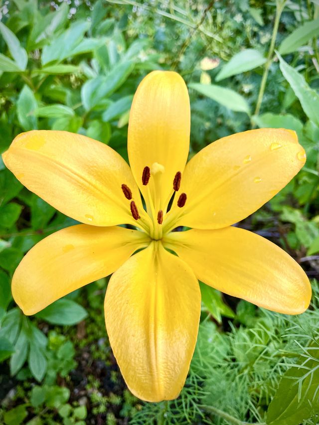 Yellow lily