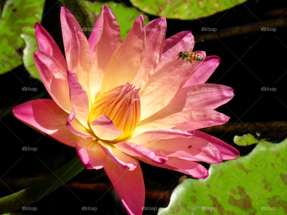 The Honey Bee & The Water Lily