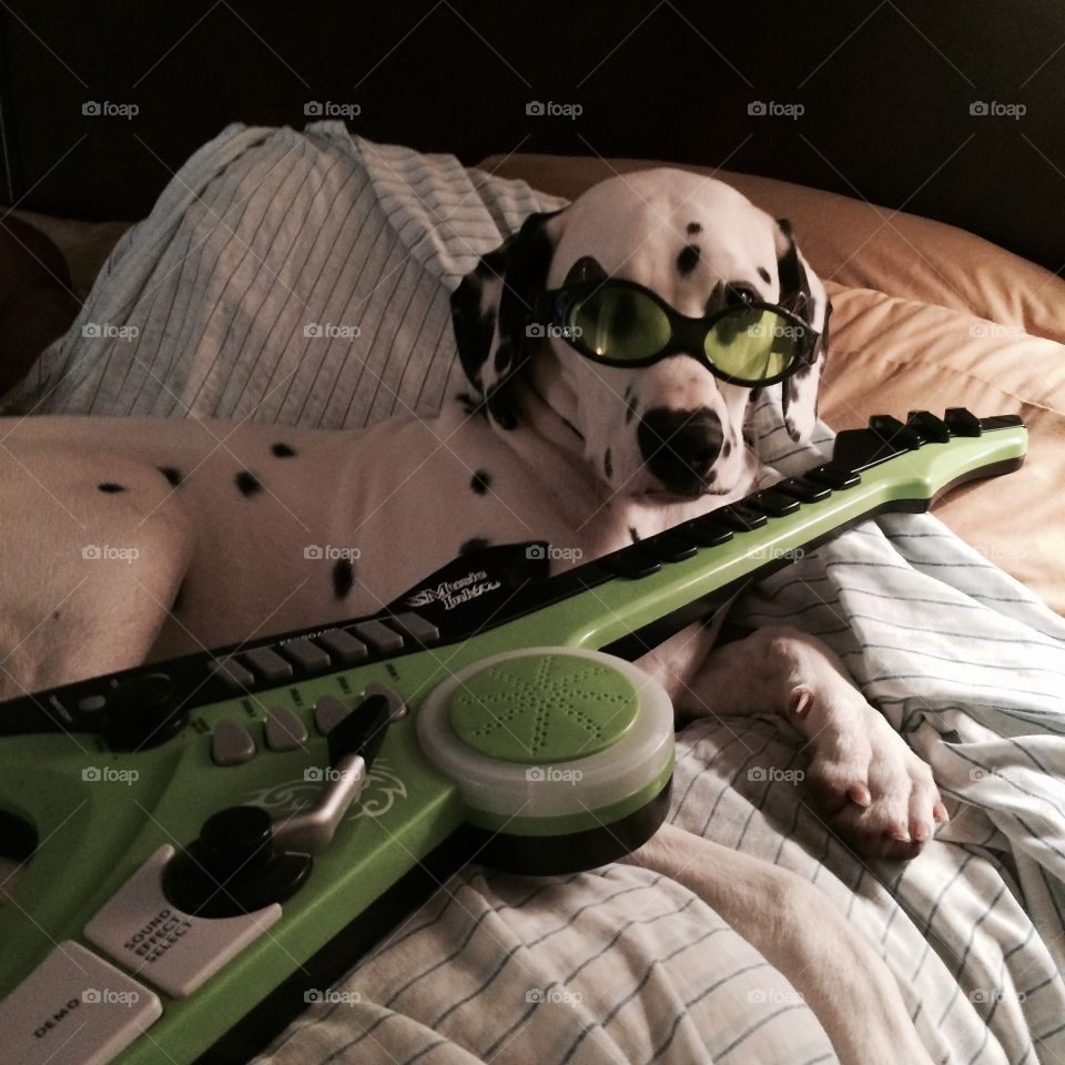 Domino plays guitar . My Dalmatian Puppy Domino  just chilling with shades on and guitar😎
