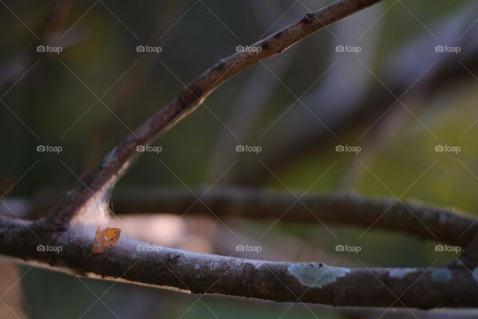 spiderweb on tree