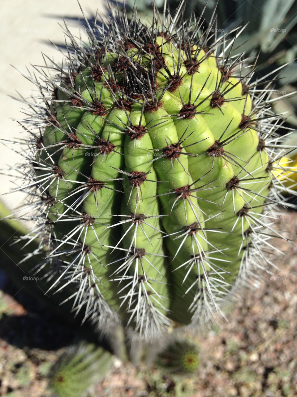 Cactus spikes