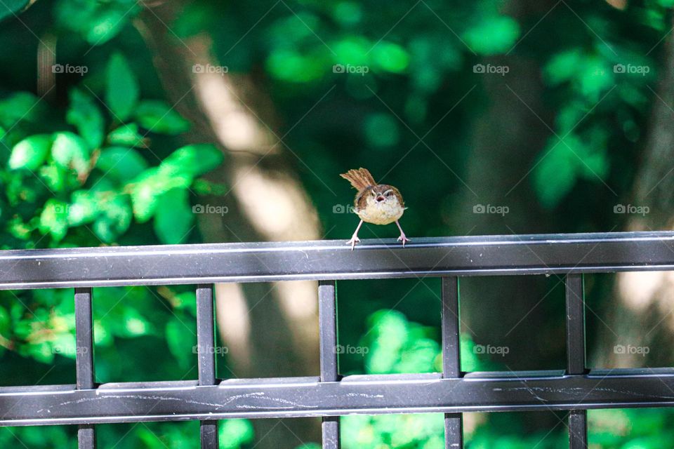 bird on fence