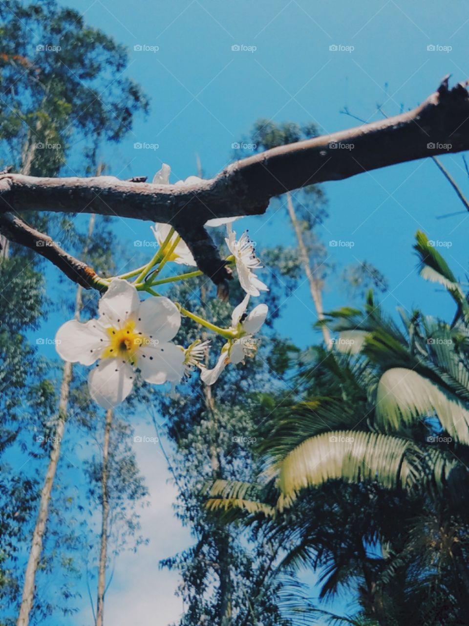 Doce e pura sob o intenso verão.