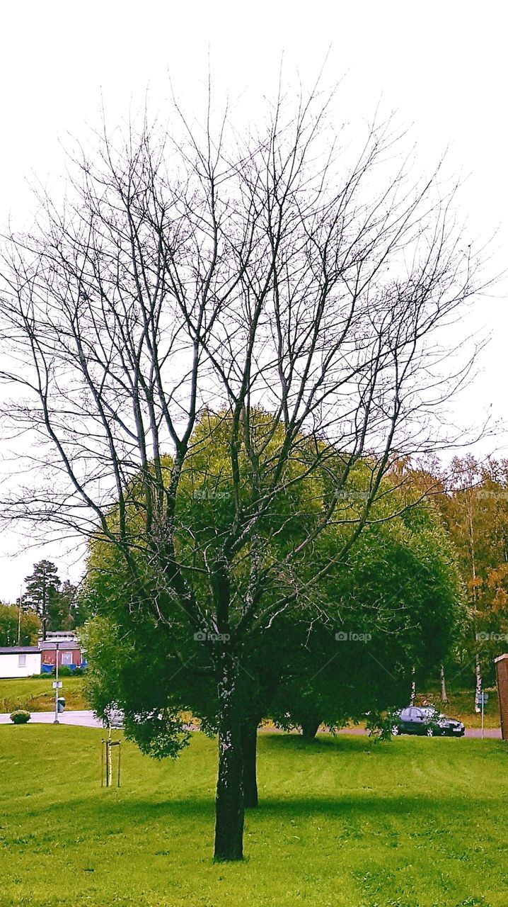tree