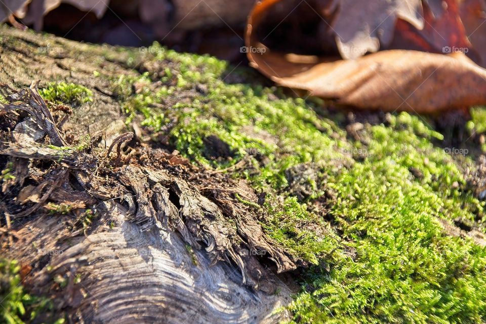 green moss on tree trunk