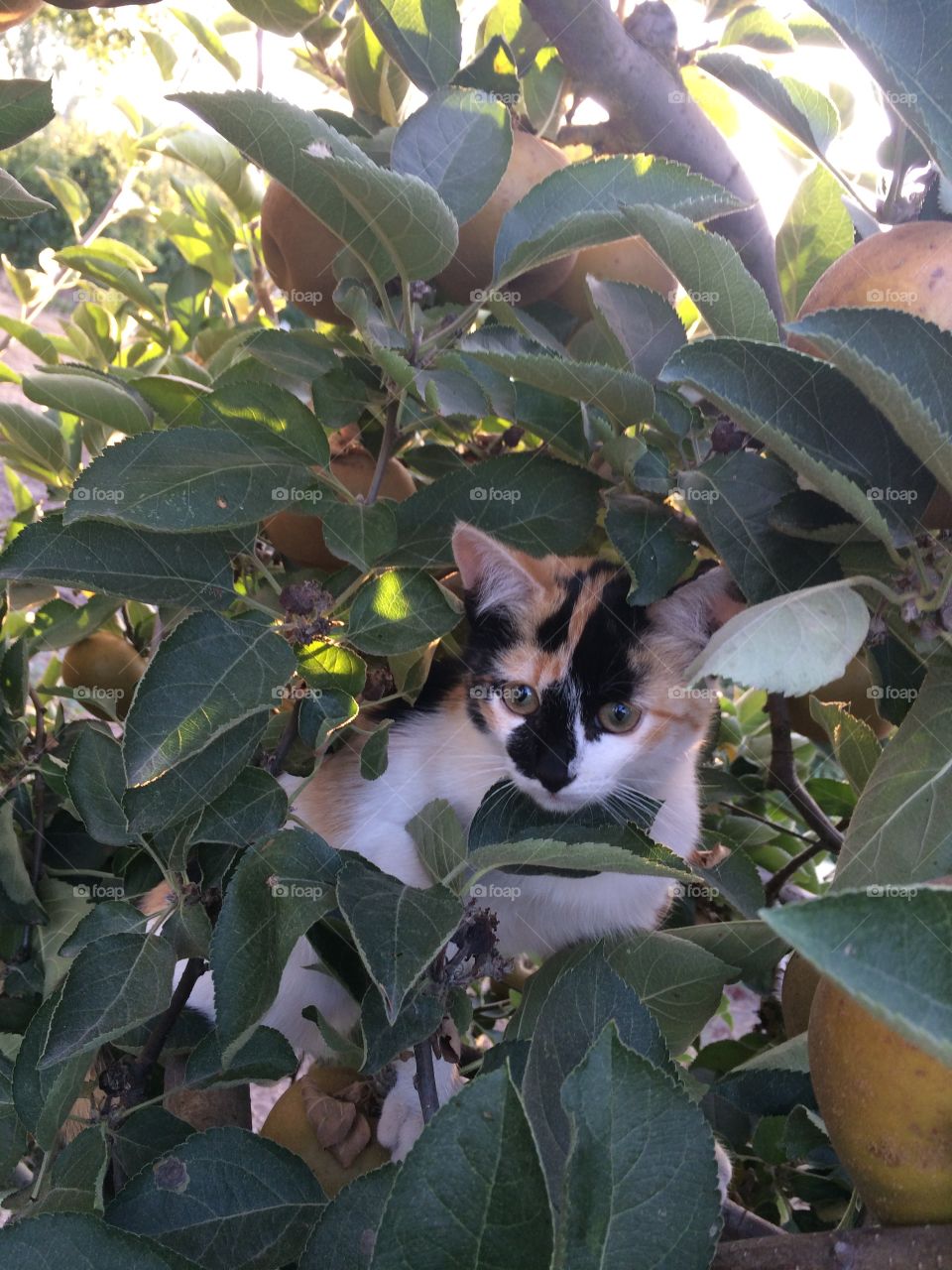 Cat climbing apple tree.