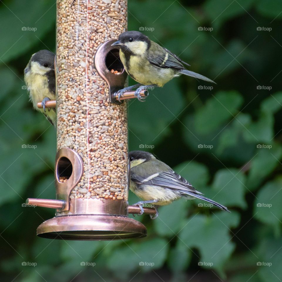 Birds at bird feeder
