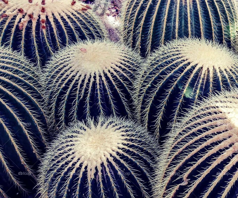 Barrel cactus