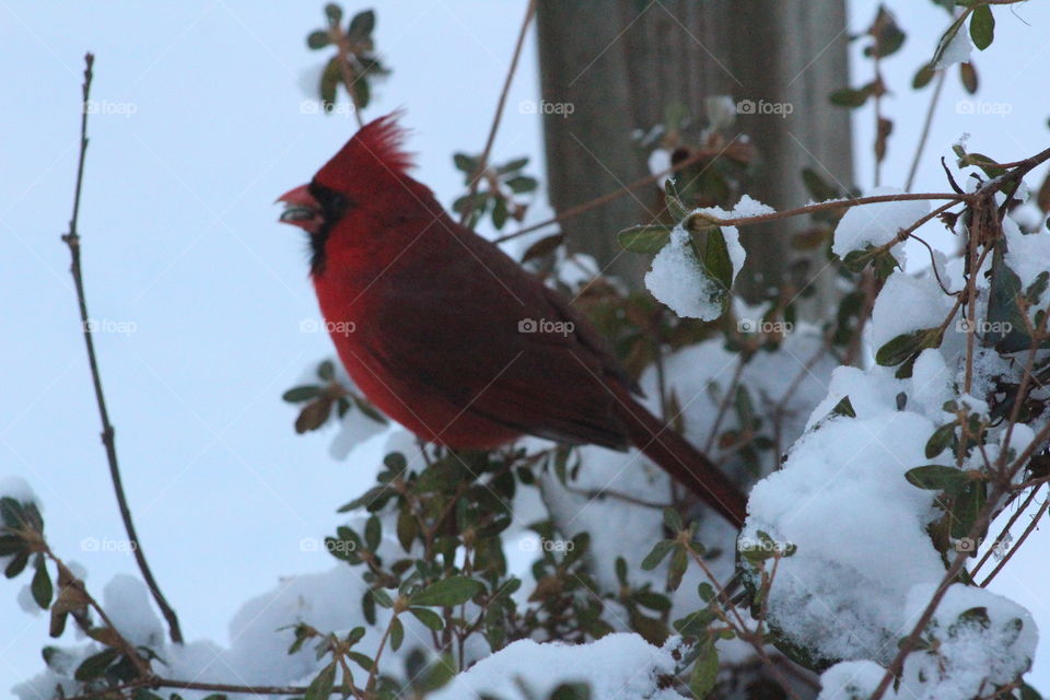 Cardinal on a snowy day