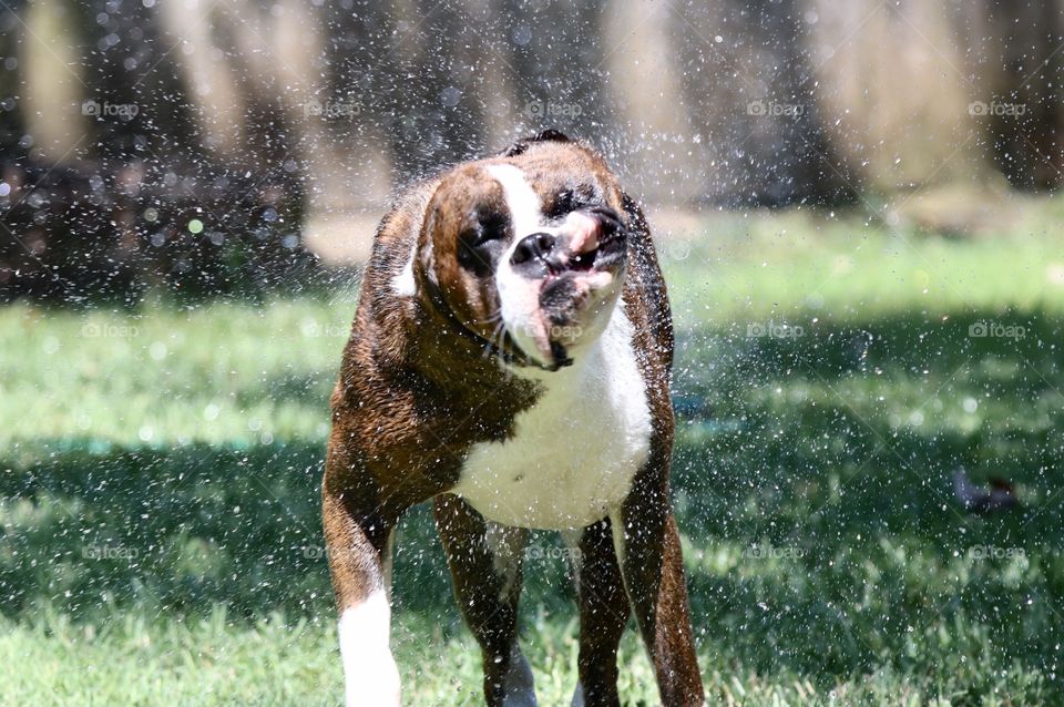 Boxer shaking off water