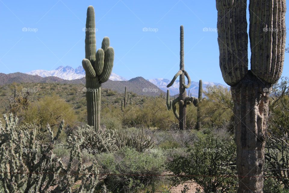 Saguaro Cactus in Arizona Desert