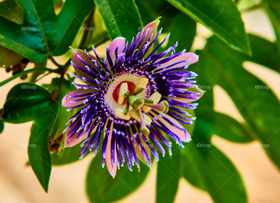 Passion flower