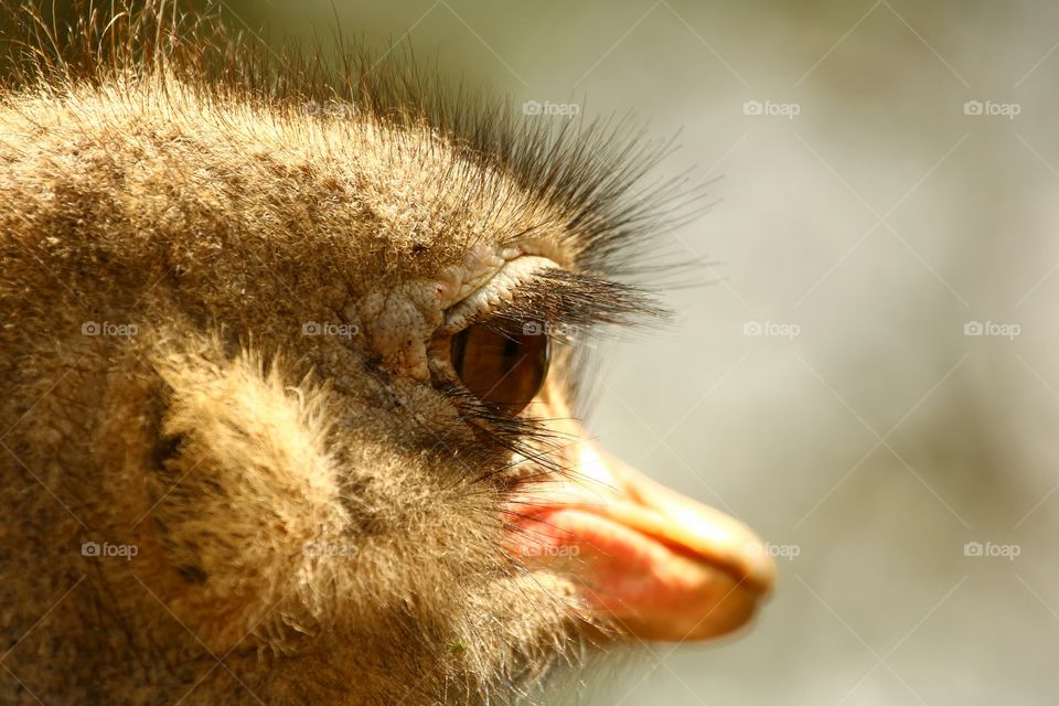 Wildlife, No Person, Mammal, Portrait, Nature