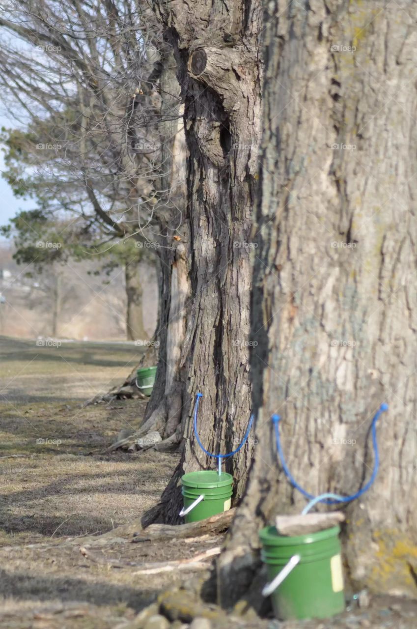 Maple trees tapped in the spring